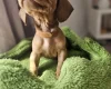Dachshund (Miniature Smooth Haired)