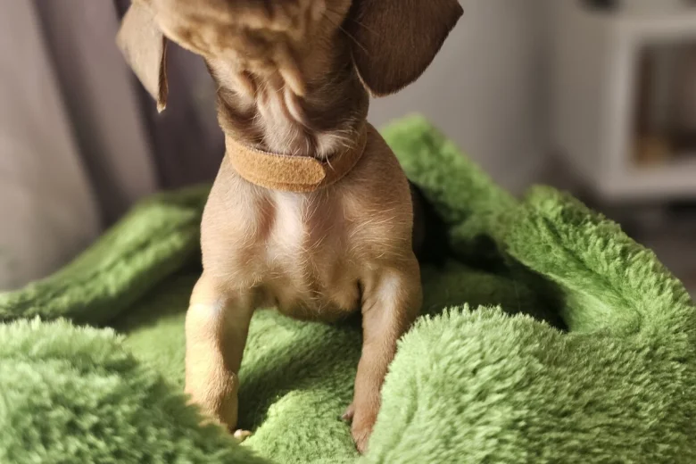 Dachshund (Miniature Smooth Haired)