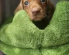 Dachshund (Miniature Smooth Haired)