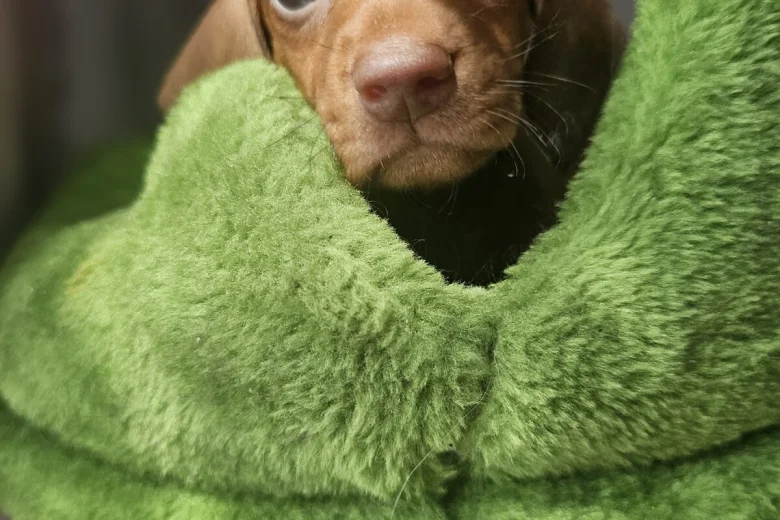 Dachshund (Miniature Smooth Haired)