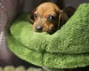 Dachshund (Miniature Smooth Haired)