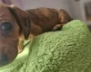 Dachshund (Miniature Smooth Haired)
