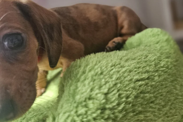 Dachshund (Miniature Smooth Haired)
