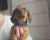 Dachshund (Miniature Smooth Haired)