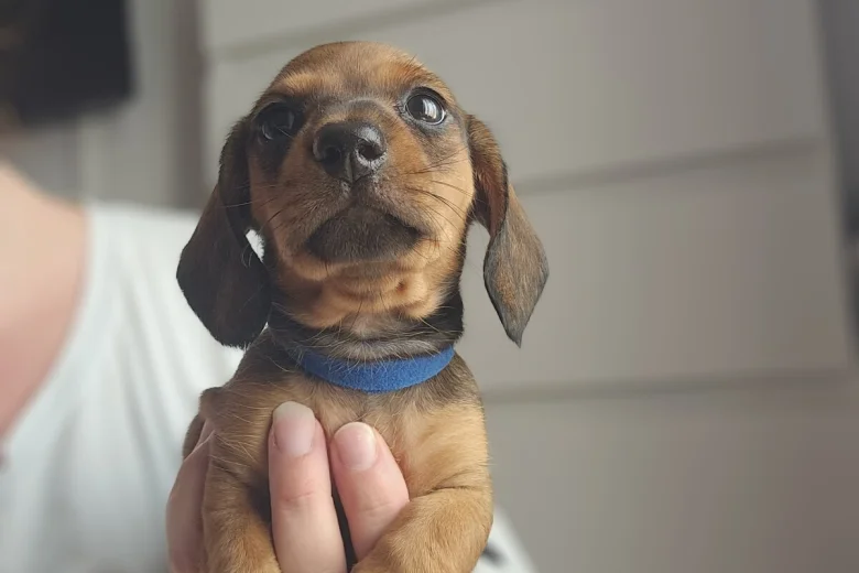 Dachshund (Miniature Smooth Haired)