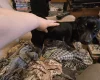 Jack Russell