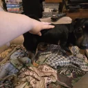 Jack Russell