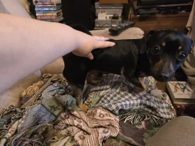 Jack Russell