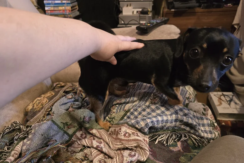 Jack Russell