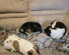 Jack Russell