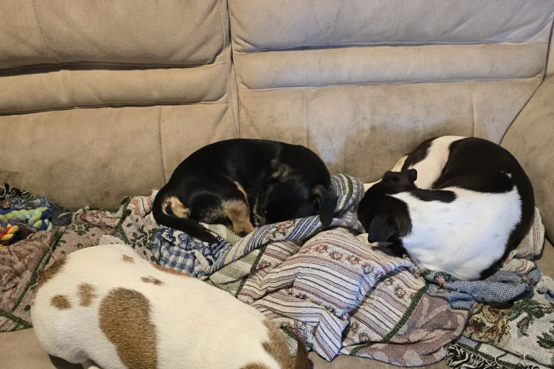 Jack Russell
