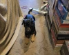 Jack Russell