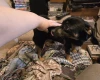 Jack Russell