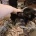 Jack Russell