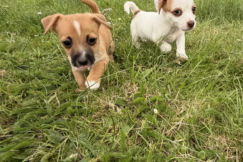 Jack Russell