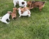 Jack Russell