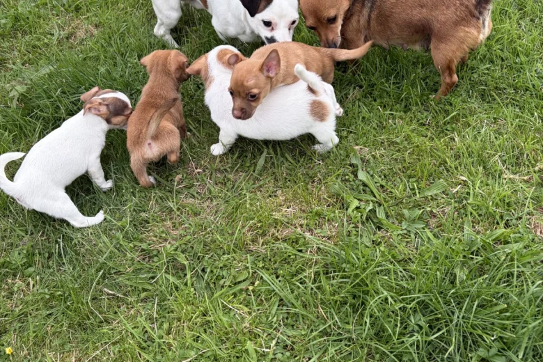 Jack Russell