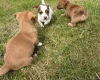Jack Russell
