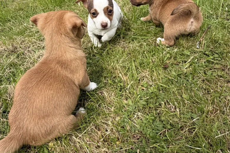 Jack Russell
