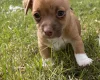 Jack Russell