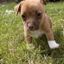 Jack Russell