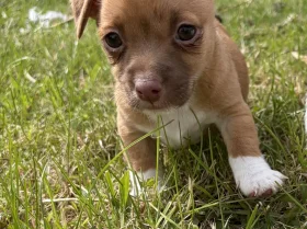 Jack Russell