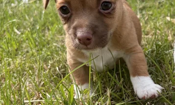 Jack Russell