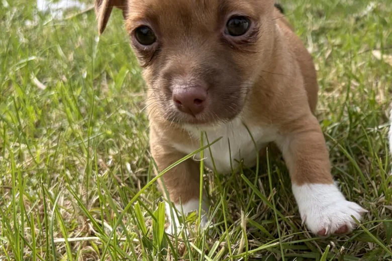 Jack Russell