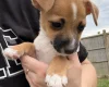 Jack Russell