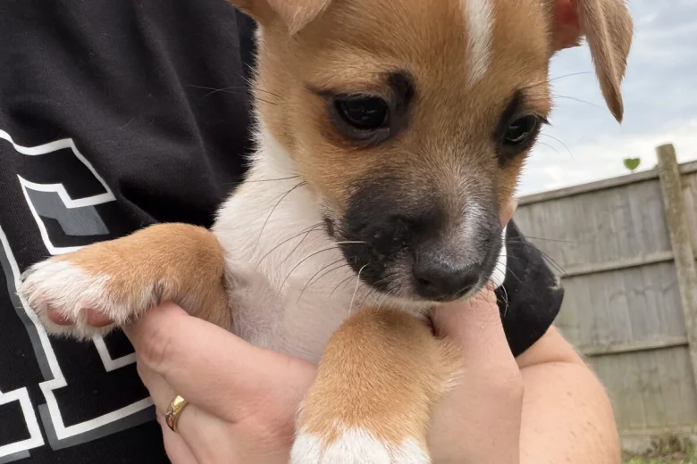 Jack Russell