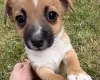 Jack Russell