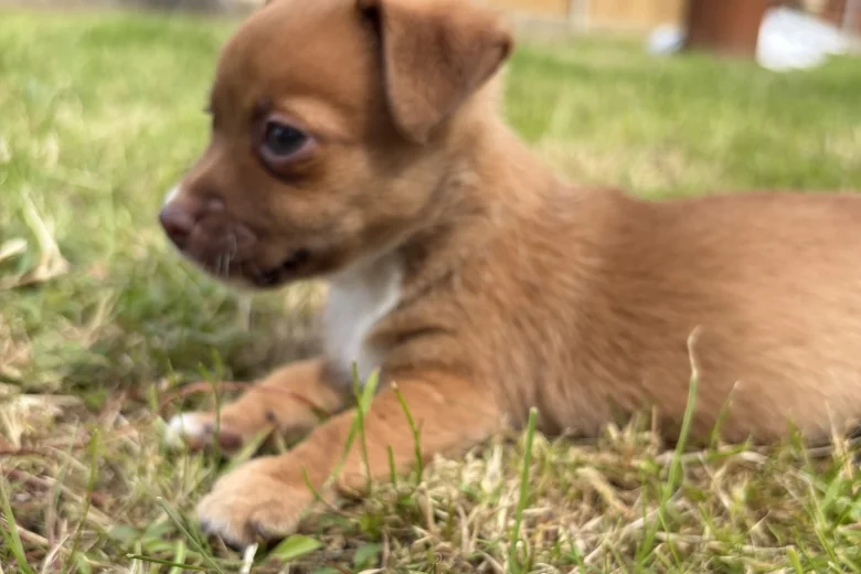 Jack Russell