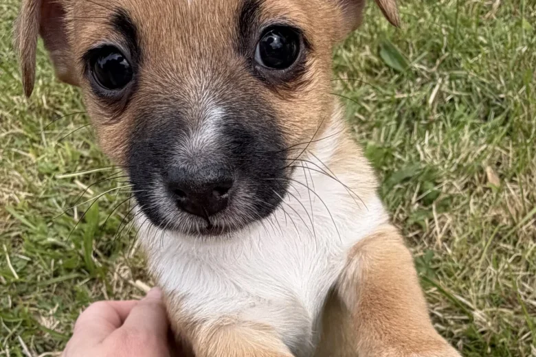 Jack Russell