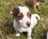 Jack Russell