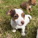 Jack Russell