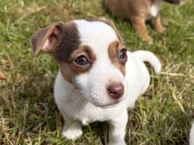 Jack Russell