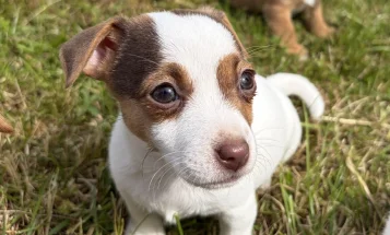Jack Russell