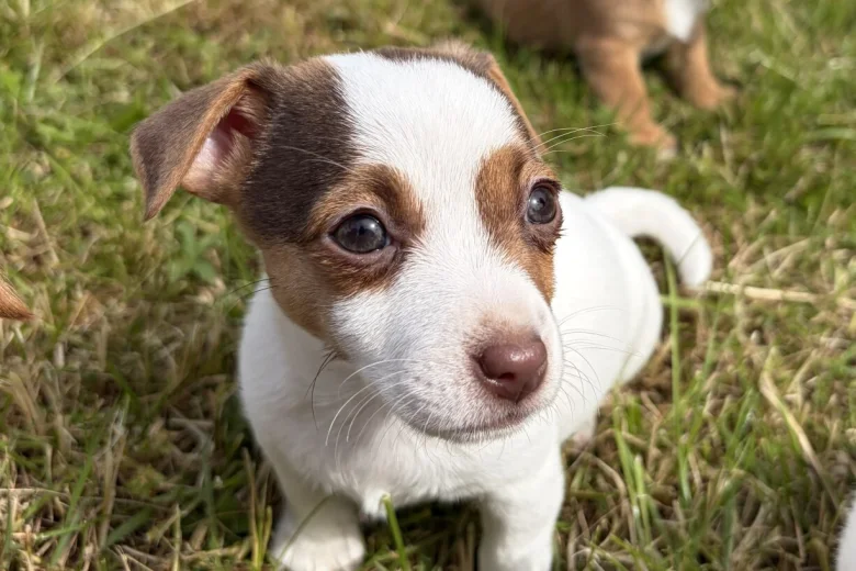Jack Russell
