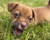 Jack Russell