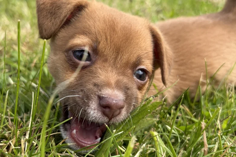 Jack Russell