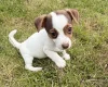 Jack Russell