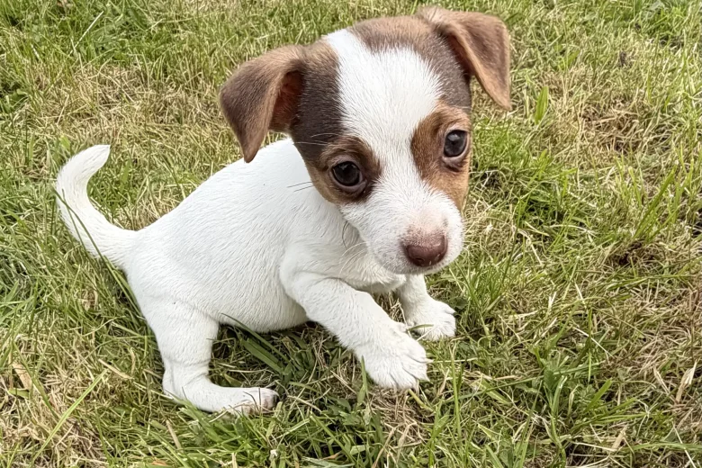 Jack Russell