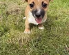 Jack Russell