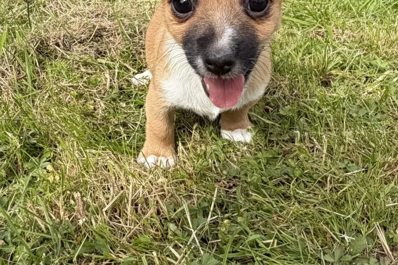 Jack Russell
