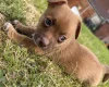 Jack Russell
