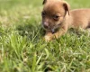 Jack Russell