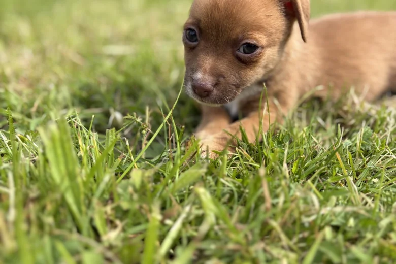 Jack Russell