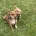 Jack Russell