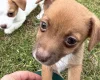 Jack Russell