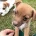 Jack Russell